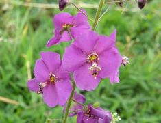 Lila ökörfarkkóró