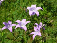 Terebélyes harangvirág