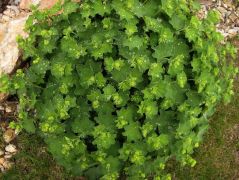 Közönséges palástfű (védett)