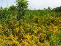 Ha burjánzik az aranka