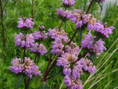 Macskahere (védett)