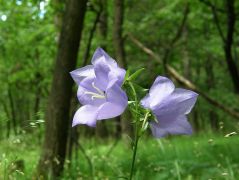 Baracklevelű harangvirág