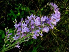 Olasz harangvirág (Campanula bononiensis)