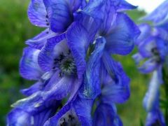 Karcsú sisakvirág (védett)