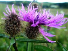 Parókás imola (védett)