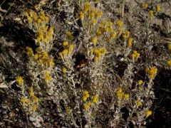 Gyapjas őszirózsa (fokozottan védett)