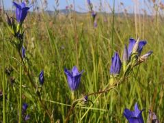 Kornistárnics (védett)