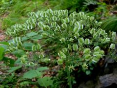 Széleslevelű bordamag