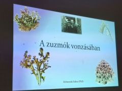 Zuzmókról, zuzmászokról