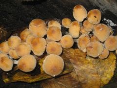 Gyűjtés a kiállításra - kerti tintagombák