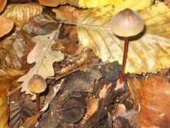 Kedvencünk, a vérző kígyógomba