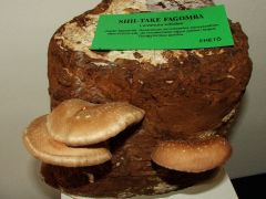 A Shii-take gyógyhatása miatt egyre vonzóbb