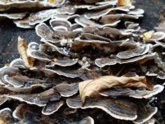 A jó öreg lepketaplók mindig megtalálhatóak