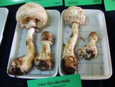 Őzlábgombáinkkal nem vallottunk szégyent