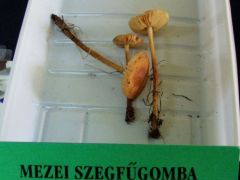 A felsősök azért felismerték...