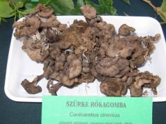 Nem csak szokványos gombák voltak