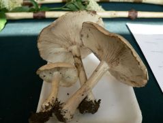 Kevés az élőgomba