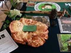 A gévagomba csoport nagyszerű