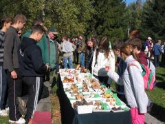 Palinak van kinek magyarázni