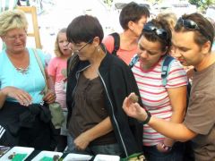 Ebből lenne a csillaggomba?