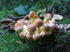 Emberek, élő gombát találtunk!