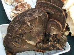 Az óriás likacsosgomba még tartaja magát