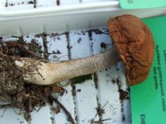 Tegnap még harmatosan friss volt...