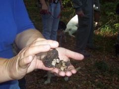 Tessék uraim! A Bükkben is tényleg van!