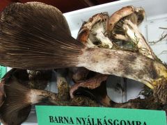 Találkoztak már vele, de senki nem gyűjti