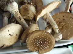 Párducgalóca - szerencsére ezt sem gyűjtik