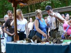 Tinórúfélék rejtelmei...