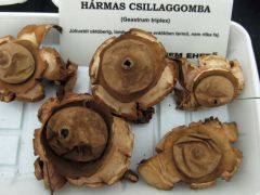 Amit az erdőben sosem vesznek észre...