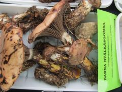 Ez tényleg ehető? Még ilyet!