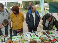 Hogyan lehet megkülönböztetni a tinórúkat?