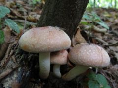 Fiatal vöröses kénvirággomba mindenfelé