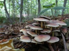 Még mindig kénvirág - hiába, ebből volt sok...