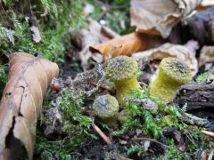 Szentmihályi - több és nagyobb kellene!