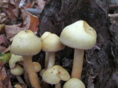 Sárga tőkegomba - eddig nem találtuk