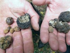 A zsákmány: üreges- és nyári szarvasgomba