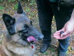 Thor elégedett - a gazdi is!