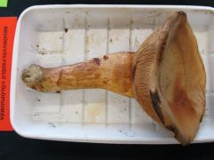 Begöngyöltszélű cölöpgomba - a pincéből