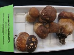 Fiatal bronzos vargányák