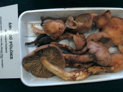 Árvégű fülőke mutatós csoportja