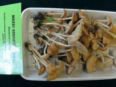 Mezei szegfűgomba - hogy legyen ismerős is