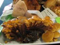 Valóban szép téli fülőke, nekünk is tetszik.