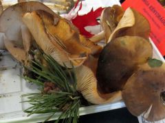 Csoportos álpereszke