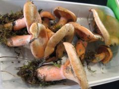 A rizikéket Rozibá` hozta