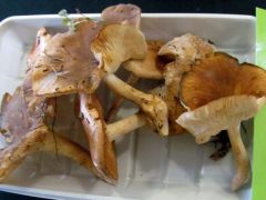 Kevesen ismerik, pedig a közelünkben is nő