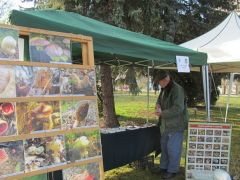 Köveket a tálcákba! Elviszi a szél!