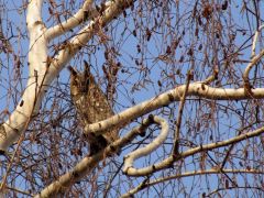Fülesbagoly, a főszereplő - őt lessük...